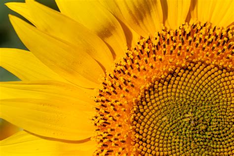 Das Fest der Sonnenblume: Ein Tribut an die agricultural Innovation der Tupinambá und der Beginn einer neuen Ära des Handels in Brasilien